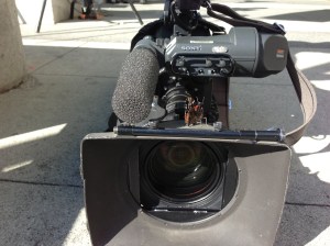 Butterflies and Irises